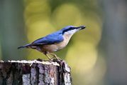 Rita Leggit - Nuthatch